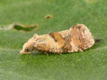 Cochylidia rupicola Curt. adulte - �Philippe Mothiron