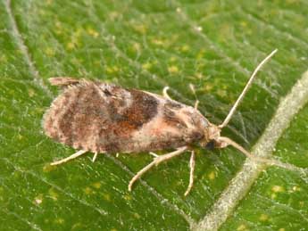 Cochylidia rupicola Curt. adulte - �Philippe Mothiron