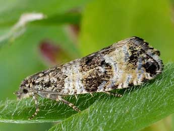 Celypha rurestrana Dup. adulte - �Friedmar Graf