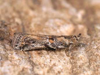 Gymnancyla ruscinonella Rag. adulte - �Lionel Taurand