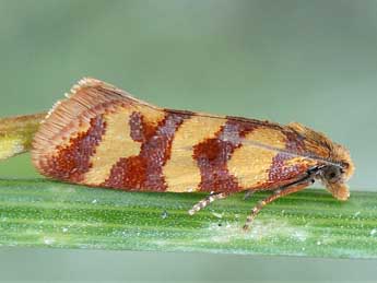 Aethes rutilana Hb. adulte - �Friedmar Graf