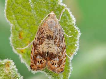 Cydia rymarczyki Var. & Nel adulte - �Friedmar Graf