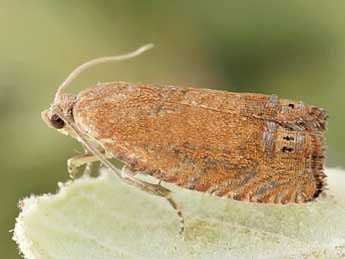 Cydia rymarczyki Var. & Nel adulte - �Friedmar Graf