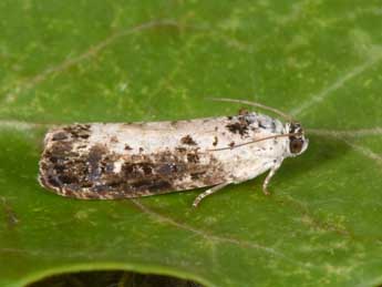 Hedya salicella L. adulte - �Philippe Mothiron