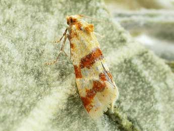 Aethes sanguinana Tr. adulte - �Friedmar Graf