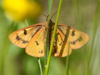 Diacrisia sannio L. adulte - �Daniel Piette