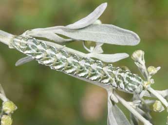  Chenille de Cucullia santonici Hb. - �Philippe Mothiron