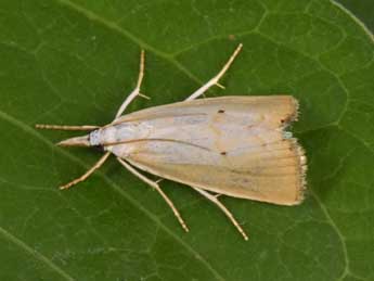 Xanthocrambus saxonellus Zck. adulte - �Philippe Mothiron