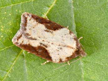 Acleris schalleriana L. adulte - �Philippe Mothiron