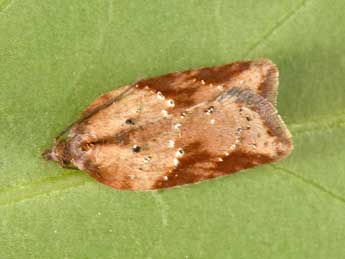 Acleris schalleriana L. adulte - �Philippe Mothiron