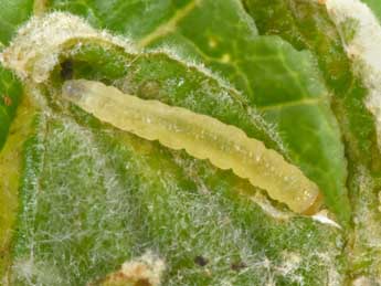  Chenille de Acleris schalleriana L. - �Philippe Mothiron