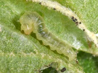  Chenille de Acleris schalleriana L. - �Philippe Mothiron