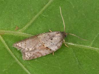 Acleris schalleriana L. adulte - �Philippe Mothiron