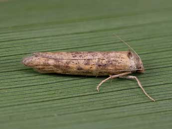 Oxypteron schawerdai Rbl adulte - �Lionel Taurand