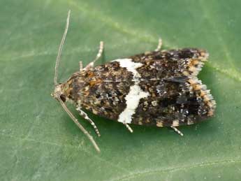 Olindia schumacherana F. adulte - �Lionel Taurand