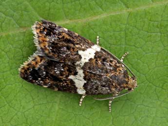 Olindia schumacherana F. adulte - �Patrick Clement