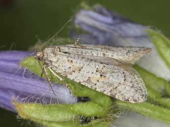 Cnephasia sedana Const. adulte - �J�rg Schmid