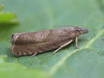 Dichrorampha sedatana Busck adulte - �Patrick Clement