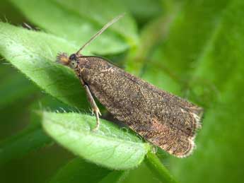 Dichrorampha sedatana Busck adulte - �Patrick Clement