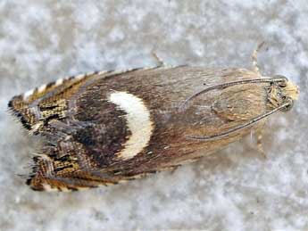 Cydia semicinctana Kennel adulte - �Friedmar Graf