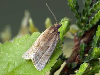 Clepsis senecionana Hb. adulte - �Patrick Clement