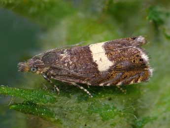 Dichrorampha sequana Hb. adulte - �Patrick Clement