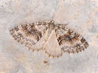 Nothocasis sertata Hb. adulte - �Philippe Mothiron