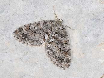 Nothocasis sertata Hb. adulte - �Philippe Mothiron