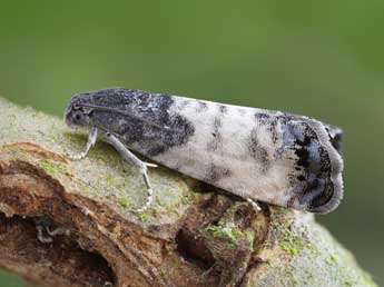 Cydia servillana Dup. adulte - �Patrick Clement