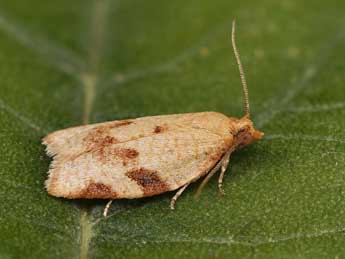 Clepsis siciliana Rag. adulte - �Lionel Taurand