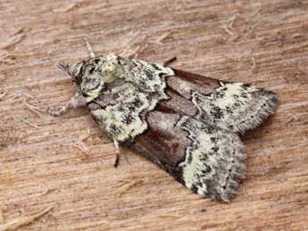 Nycteola siculana Fuchs adulte - �Nicole Lepertel