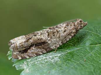 Epinotia signatana Doug. adulte - �Patrick Clement