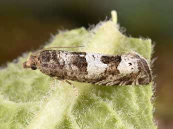 Epiblema similana D. & S. adulte - �Philippe Mothiron