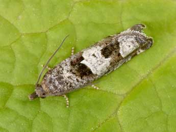 Epiblema similana D. & S. adulte - �Philippe Mothiron