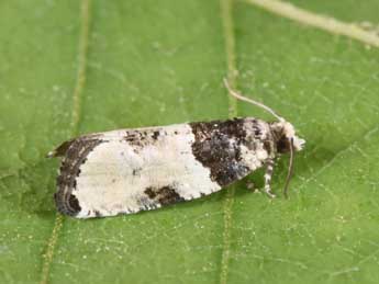 Gibberifera simplana Fisch. adulte - �Philippe Mothiron