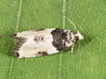 Gibberifera simplana Fisch. adulte - �Philippe Mothiron