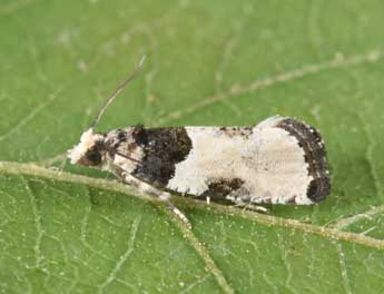 Gibberifera simplana Fisch. adulte - �Philippe Mothiron