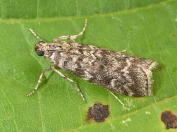 Dioryctria simplicella Hein. adulte - �Philippe Mothiron