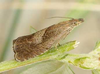 Dichrorampha simpliciana Hw. adulte - �Friedmar Graf