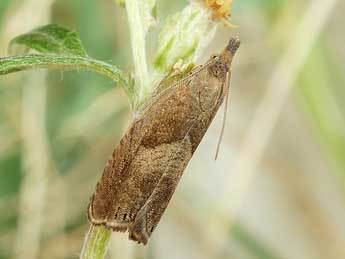 Dichrorampha simpliciana Hw. adulte - �Friedmar Graf