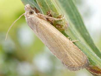 Bactra simpliciana Chr�t. adulte - �Friedmar Graf