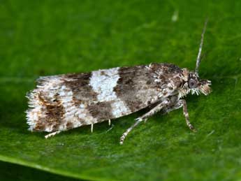 Epiblema simploniana Dup. adulte - �Michel Billard