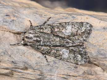 Cryphia simulatricula Gn. adulte - �Philippe Mothiron