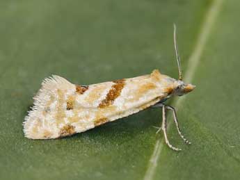 Aethes smeathmanniana F. adulte - �Lionel Taurand