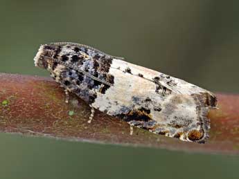 Gypsonoma sociana Hw. adulte - �Patrick Clement