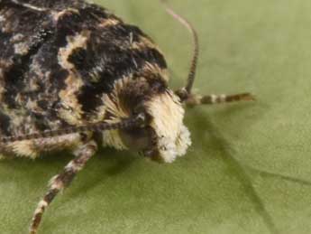 Gypsonoma sociana Hw. adulte - �Philippe Mothiron