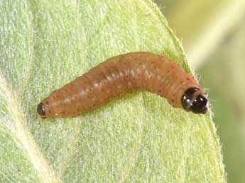  Chenille de Gypsonoma sociana Hw. - �Philippe Mothiron