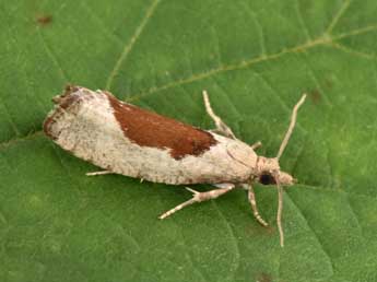 Epinotia solandriana L. adulte - �Philippe Mothiron