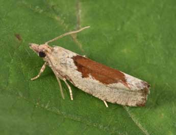 Epinotia solandriana L. adulte - �Philippe Mothiron