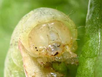  Chenille de Mniotype solieri Bsdv. - �Philippe Mothiron